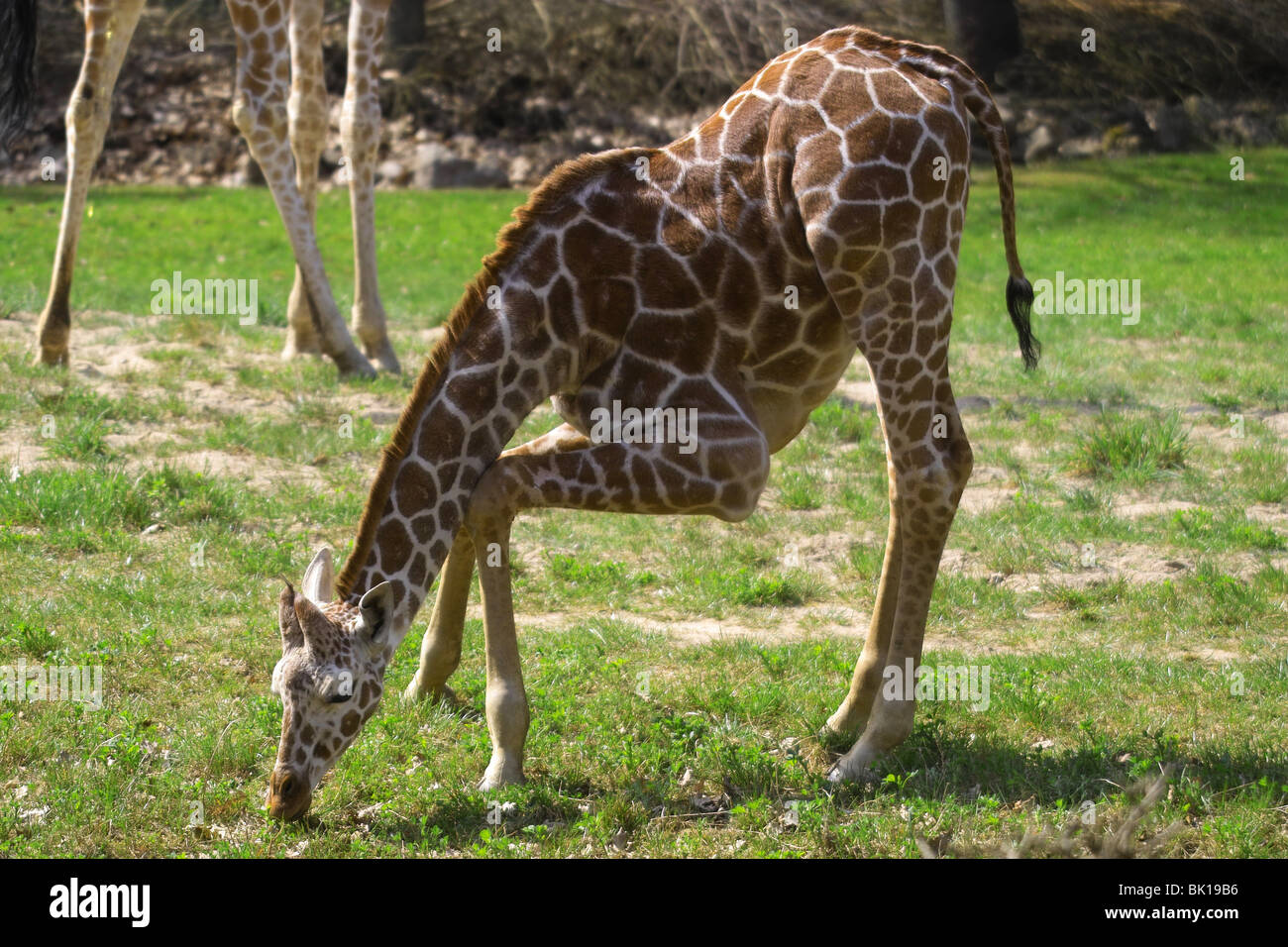 young giraffe Stock Photo