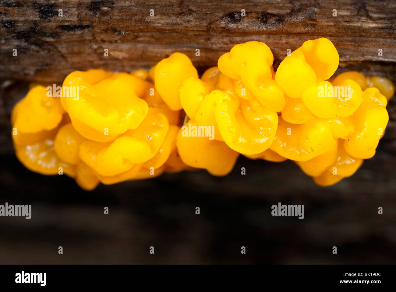 Yellow Jelly Fungus growing on underside of tree bark Stock Photo Alamy