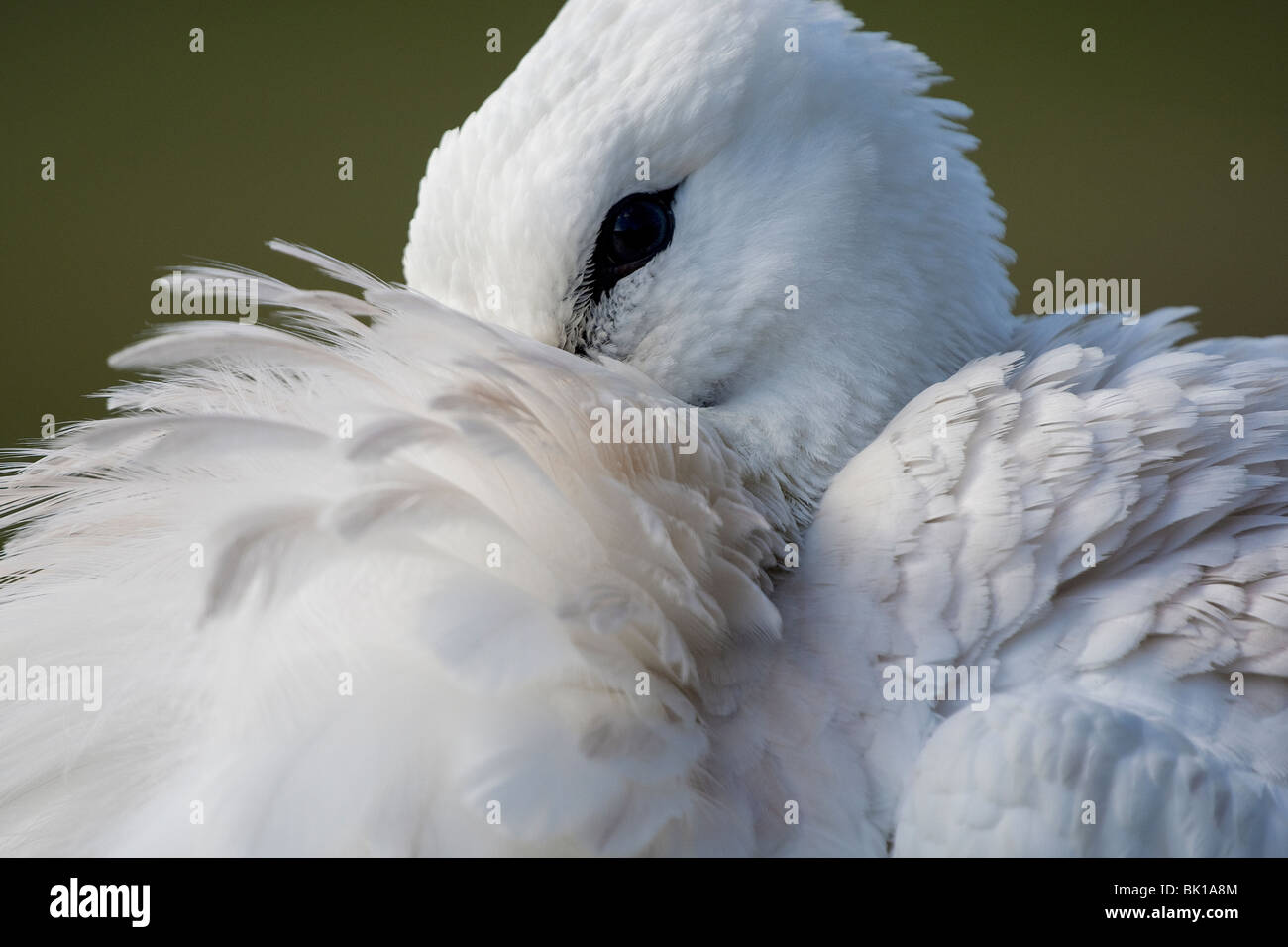 close up of white stork head and feathers Stock Photo