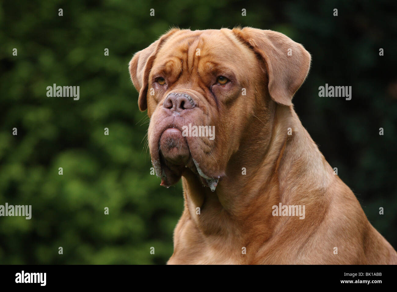 French Mastiff Portrait Stock Photo Alamy