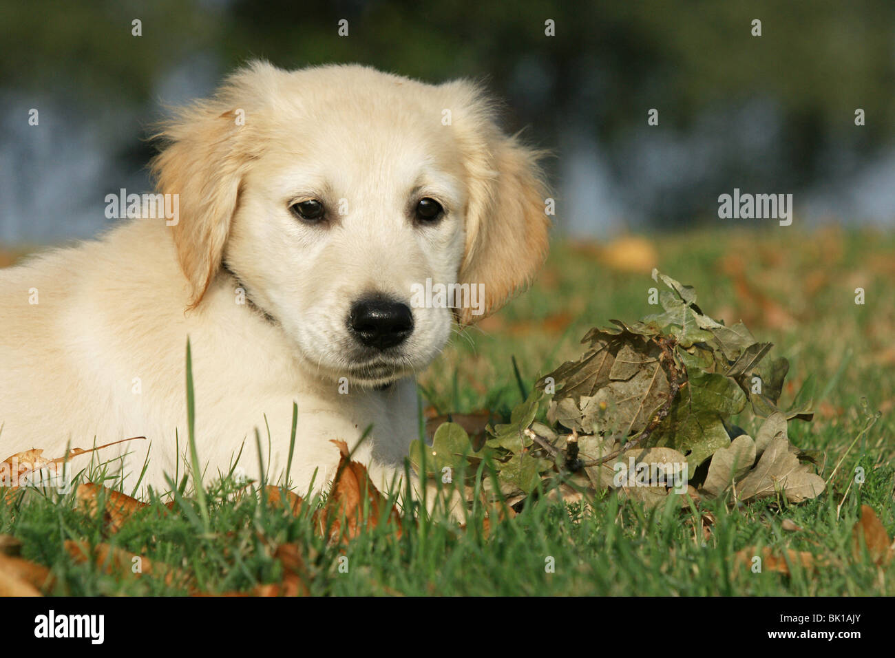 lying Golden Retriever puppy Stock Photo - Alamy