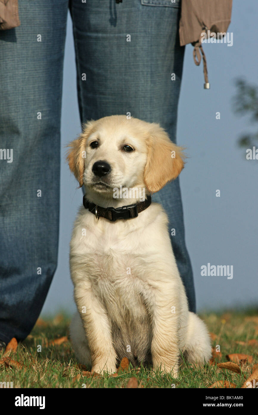 sitting Golden Retriever puppy Stock Photo - Alamy