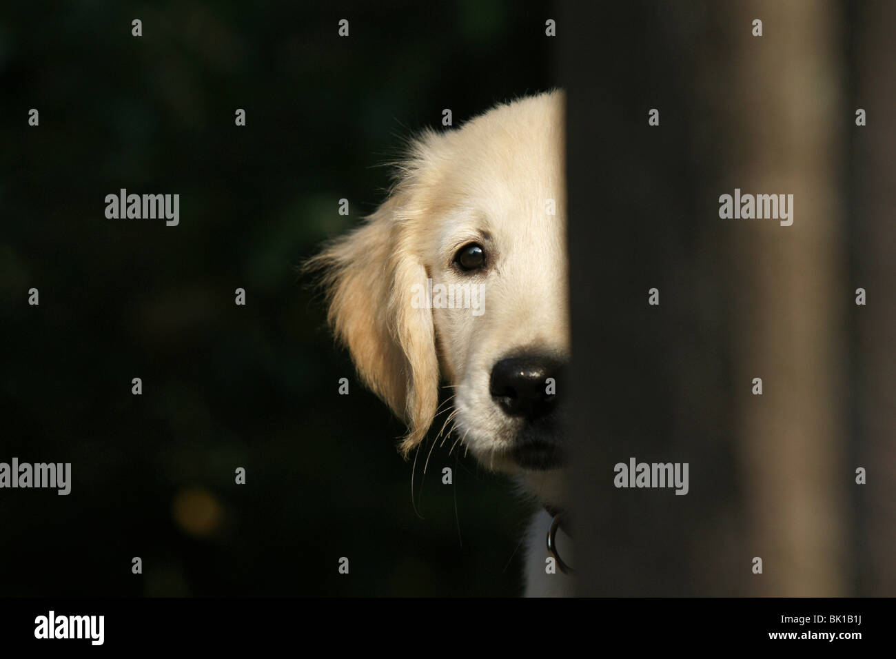 Golden Retriever puppy portrait Stock Photo - Alamy