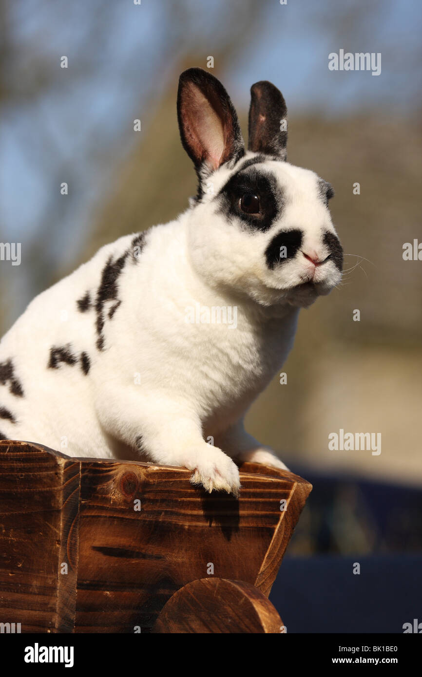 Piebald rabbit hires stock photography and images Alamy