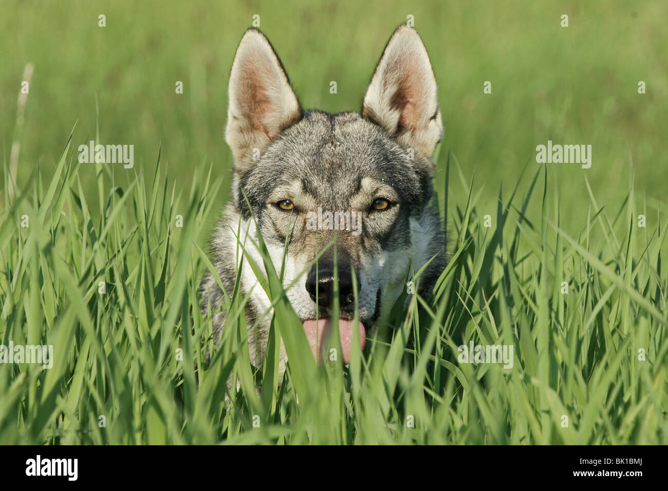 Short Haired Czechoslovakian Wolfdog Shedding Rake photo