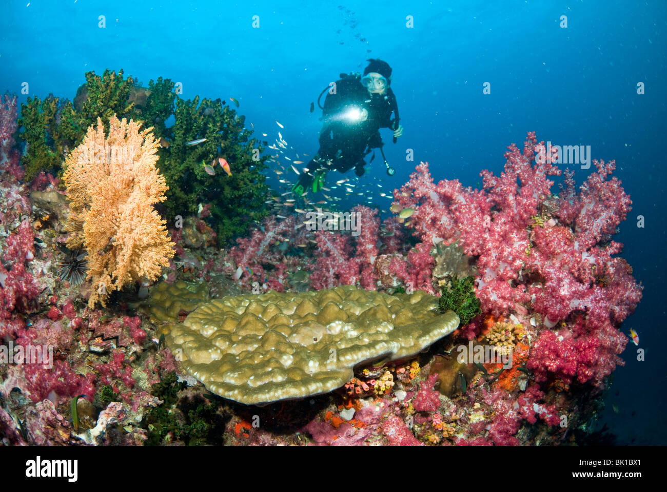 Coral patch and scuba diver, Andaman Sea, Richelieu rock Stock Photo