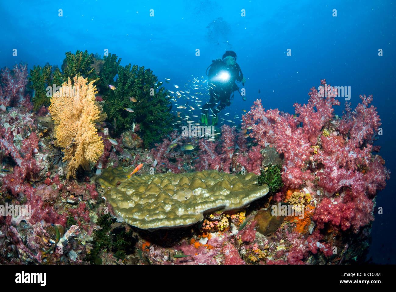 Coral patch and scuba diver, Andaman Sea, Richelieu rock Stock Photo