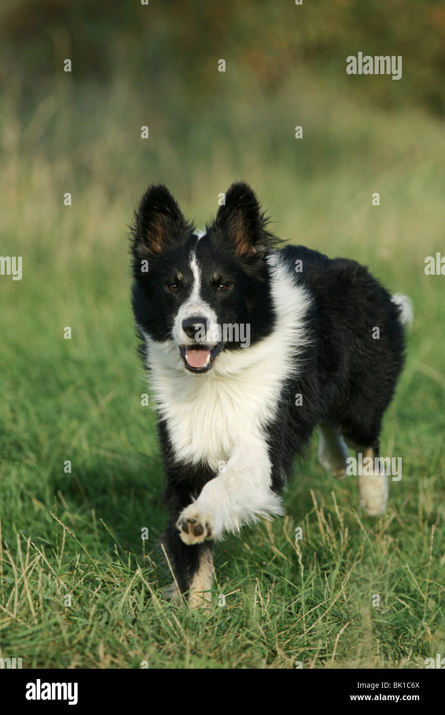 running Border Collie Stock Photo - Alamy