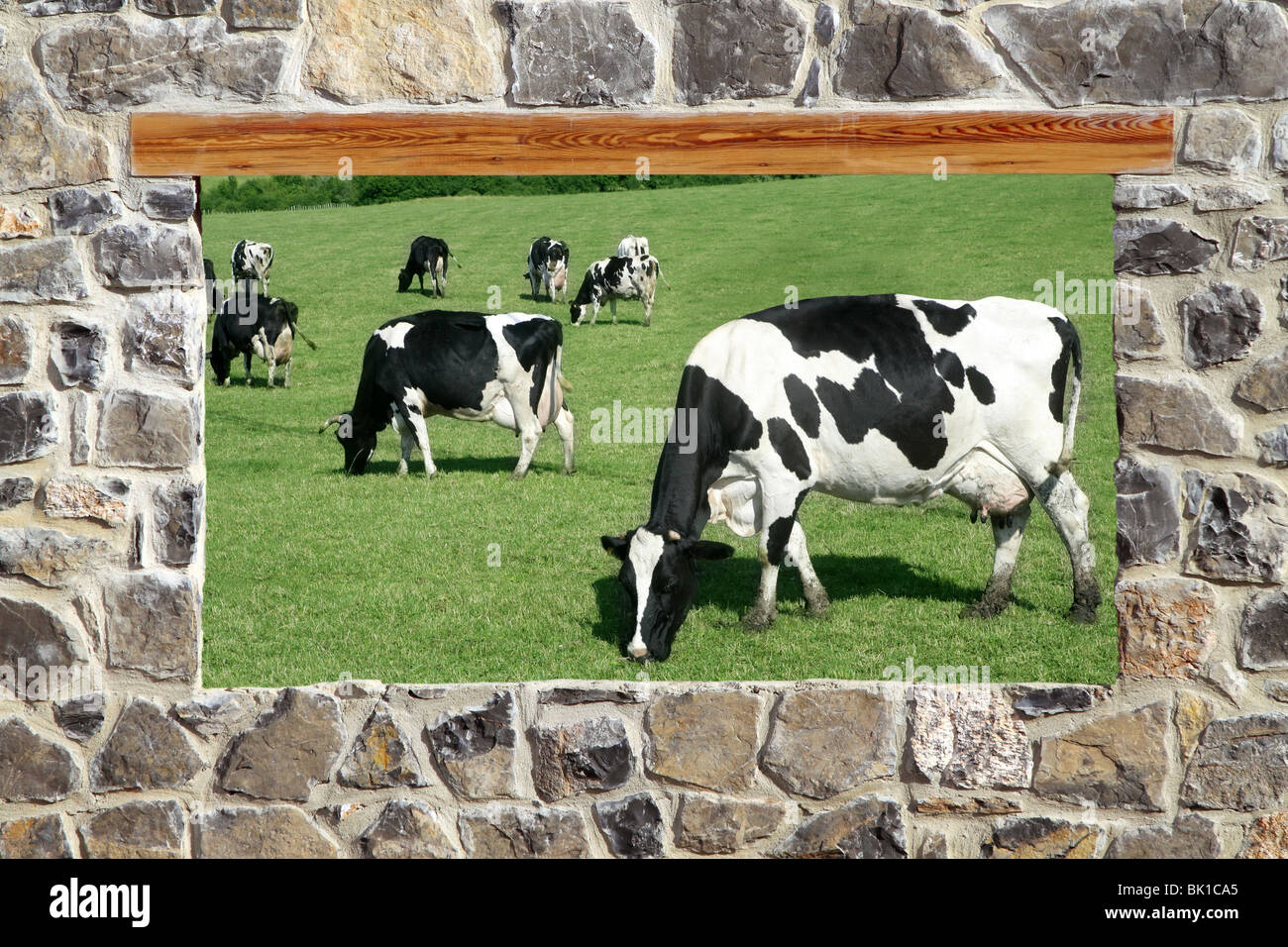 view window cows grazing meadow stone masonry wall Stock Photo