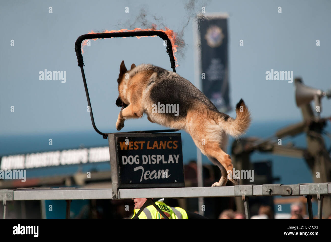 Dog jumping through hoop hires stock photography and images Alamy