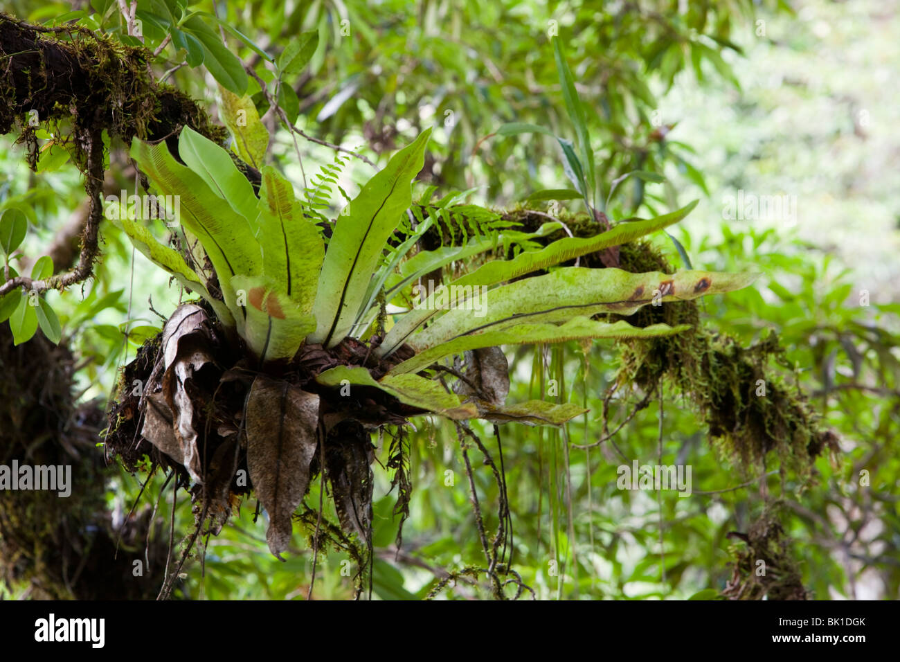 Epiphytic ferns in the Daintree rain forest, Queensland, Australia Stock  Photo - Alamy