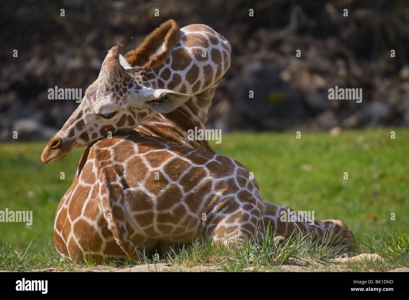 lying giraffe Stock Photo