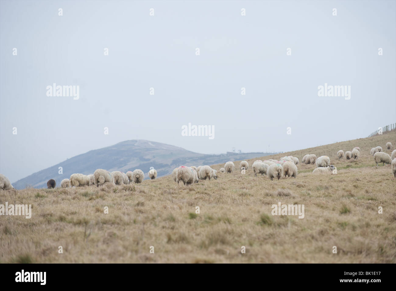 country side with grazing sheep Stock Photo