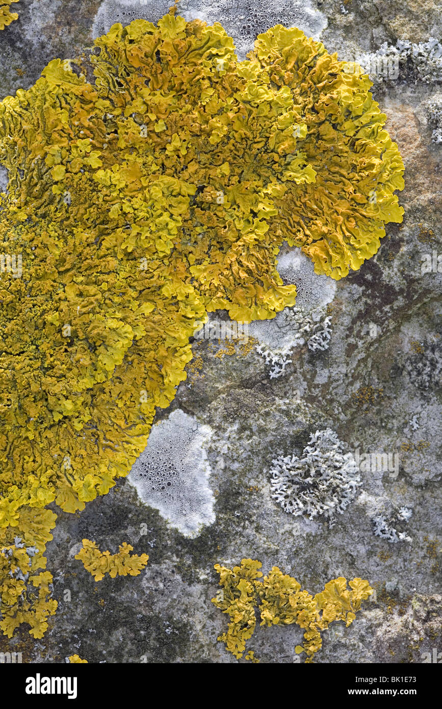 Baslat with a.o the lichens  Xanthoria calcicola (yellow) and Lecanora chlarotera (white), Streefkerk, South-Holland, Holland Stock Photo