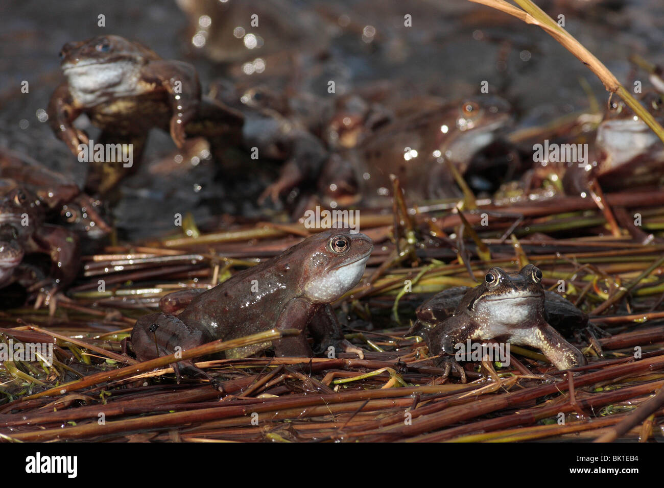 British frogs hires stock photography and images Alamy