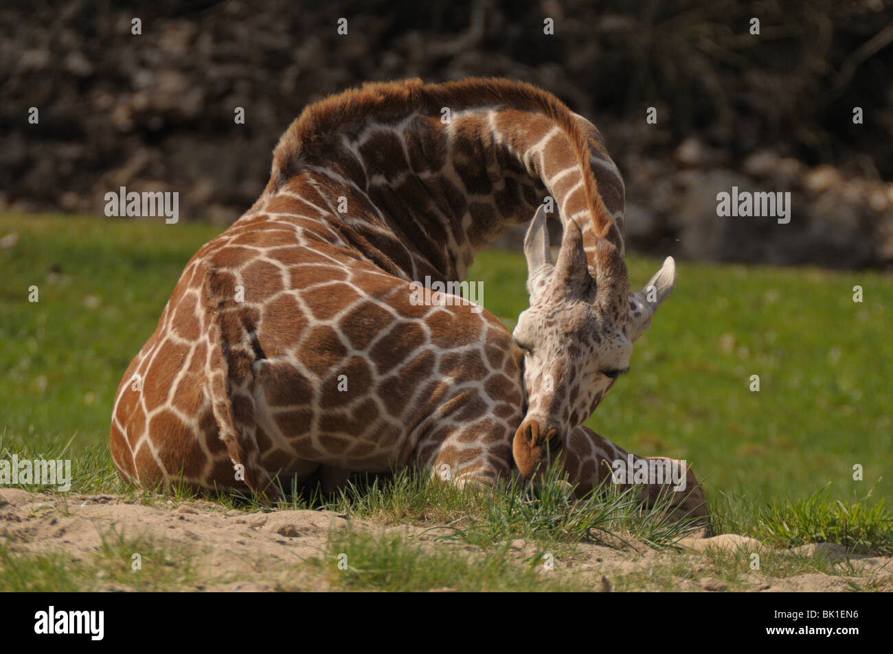 sleeping giraffe Stock Photo