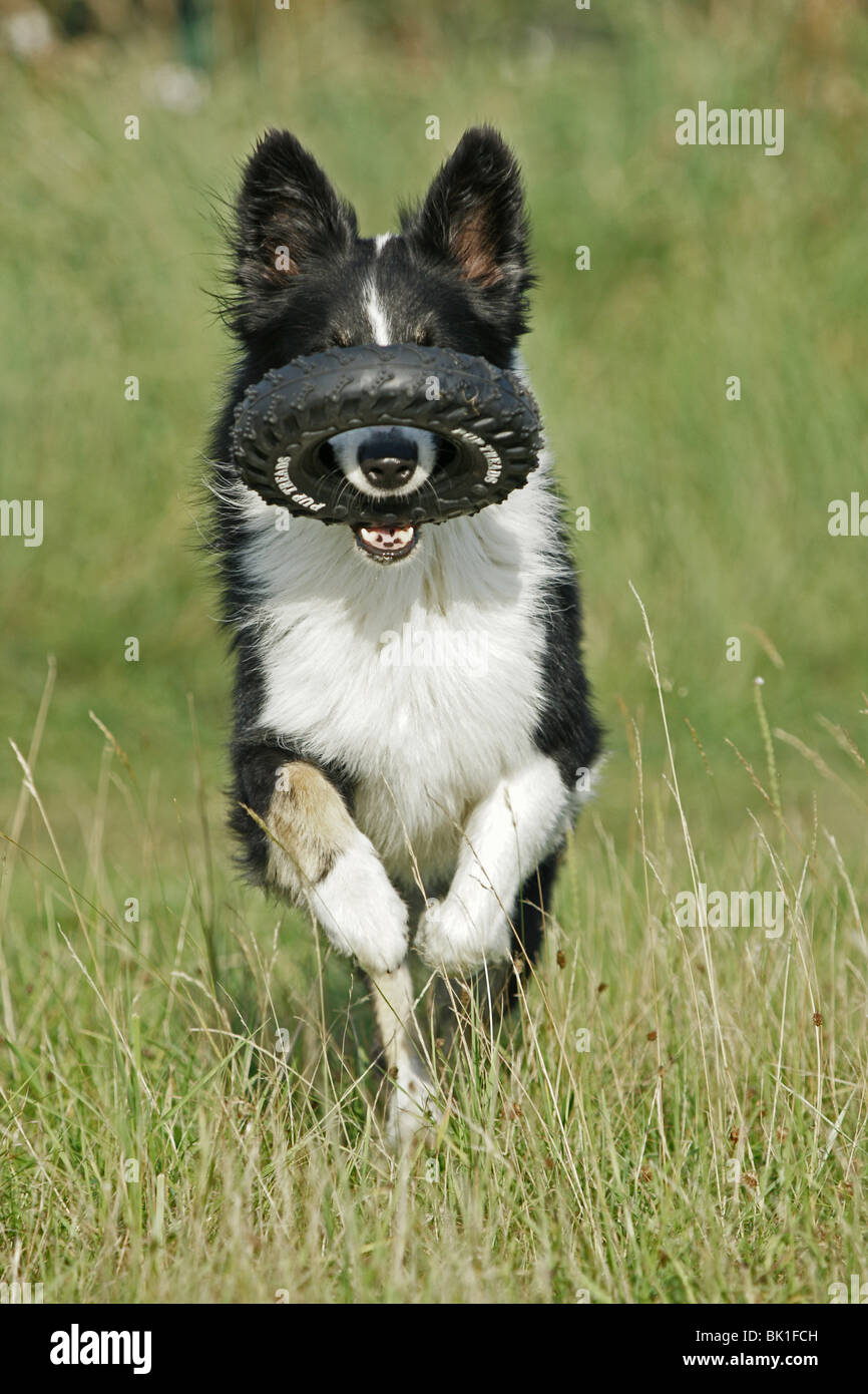 running Border Collie Stock Photo - Alamy
