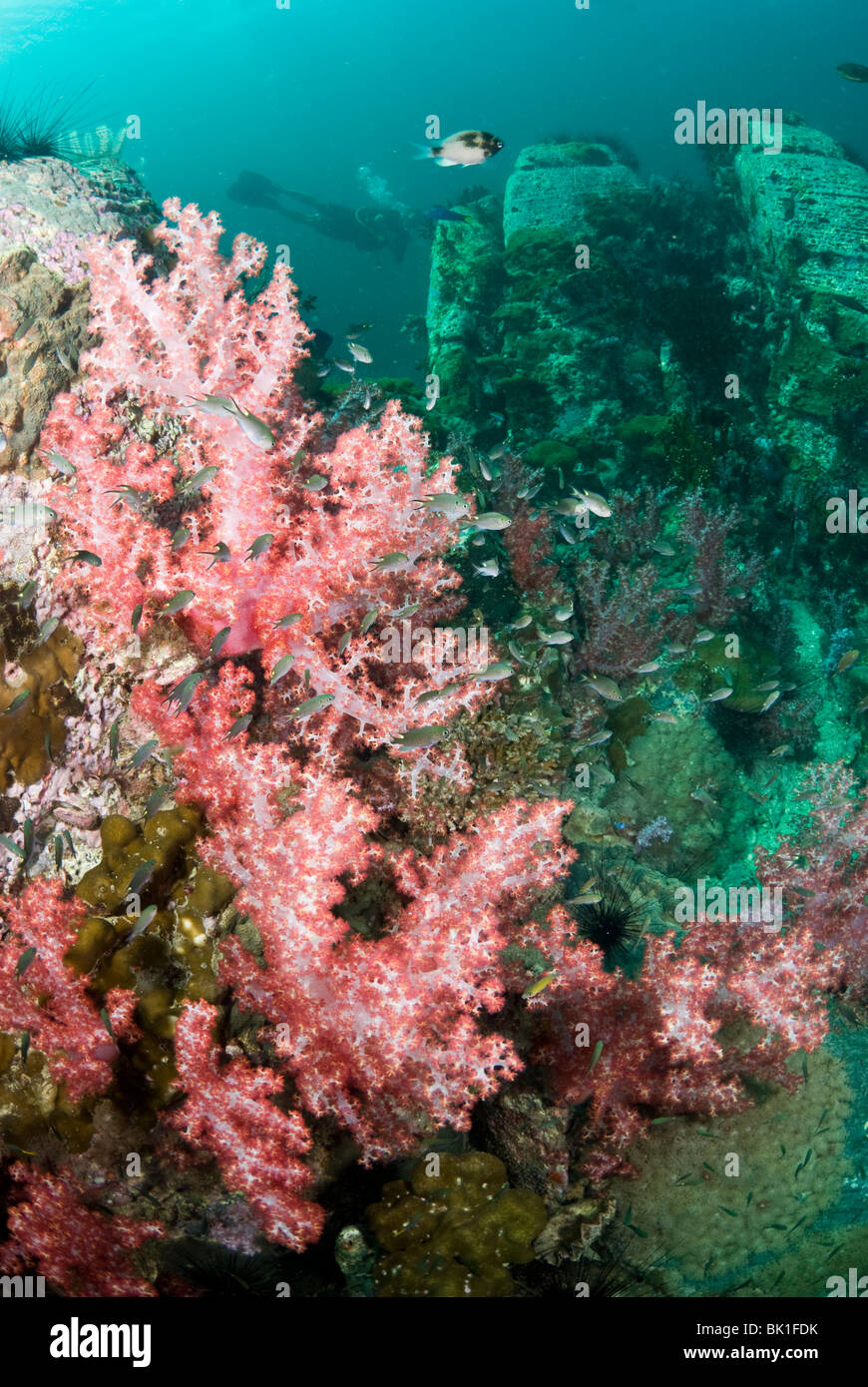 Coral reef, Ko Lipe, Andaman Sea, Thailand Stock Photo