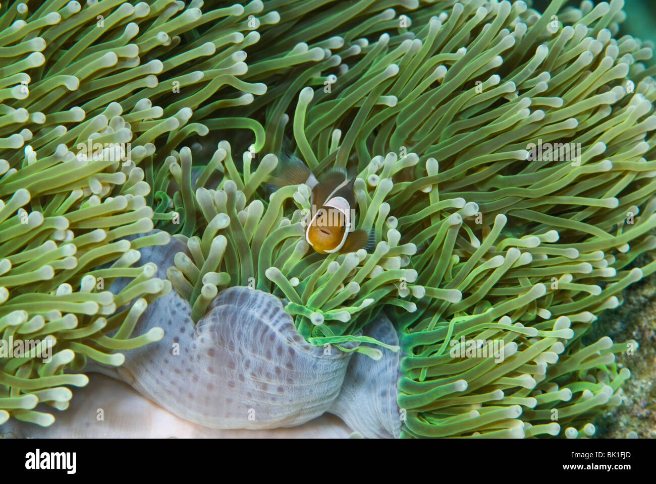 Sea anemone, Ko Lipe, Andaman Sea, Thailand Stock Photo