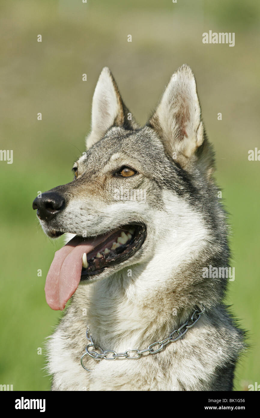 A closer look at Short Haired Czechoslovakian Wolfdog Shedding Rake
