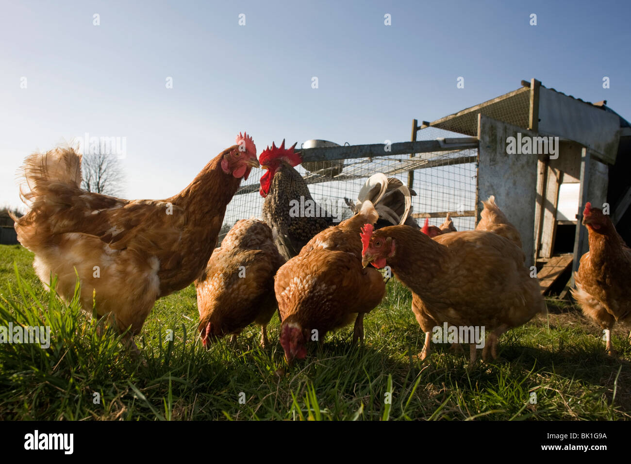 Free range hen chickens roam in a green field belonging to a