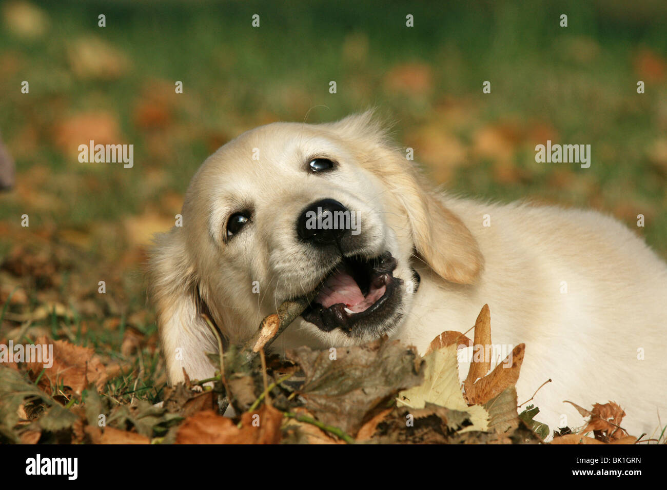 lying Golden Retriever puppy Stock Photo - Alamy