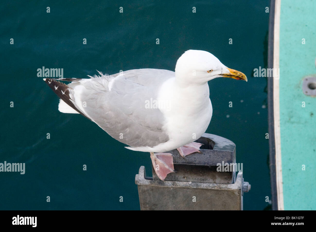 Chatham fish pier hires stock photography and images Alamy