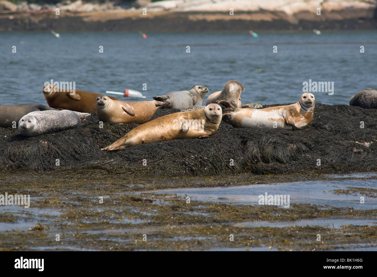 Seals on a ledge in Maine Stock Photo Alamy