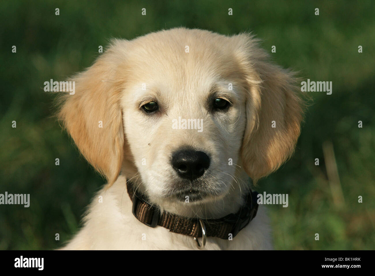 Golden Retriever puppy portrait Stock Photo - Alamy