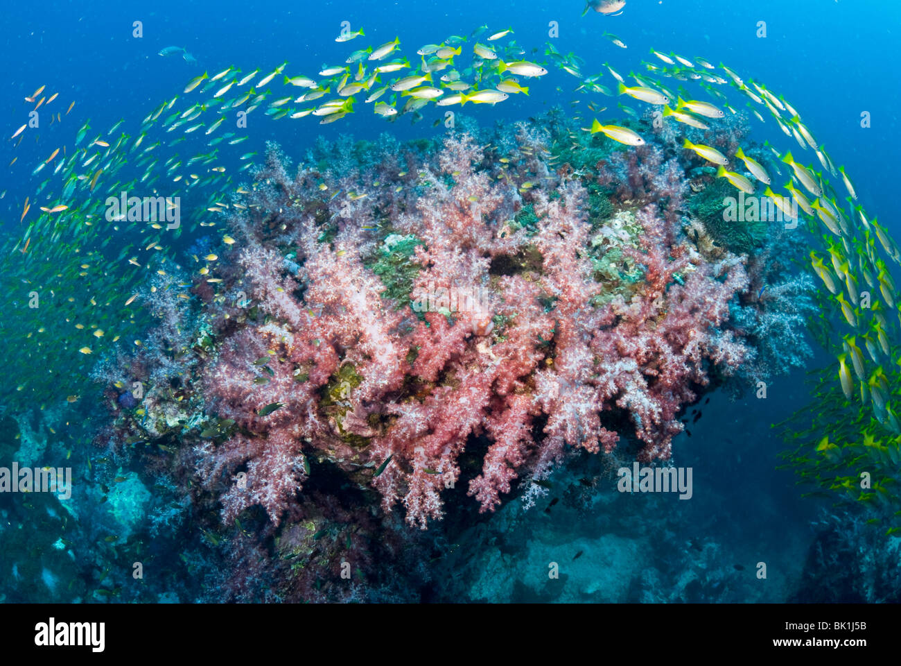 Coral patch and schooling french grunts, Andaman Sea, Richelieu rock
