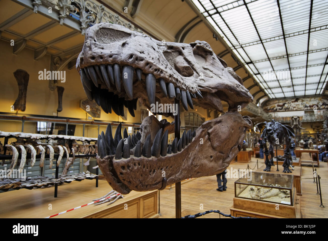 Skull of Tyrannosaurus Rex, exhibition in a Museum of the Natural History in Paris Stock Photo