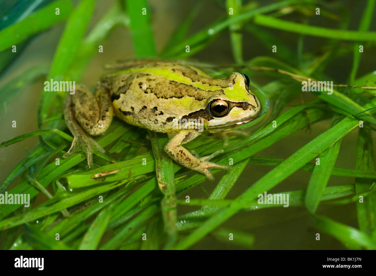 Southern Brown Tree Frog Litoria ewingii Gippsland Victoria Australia