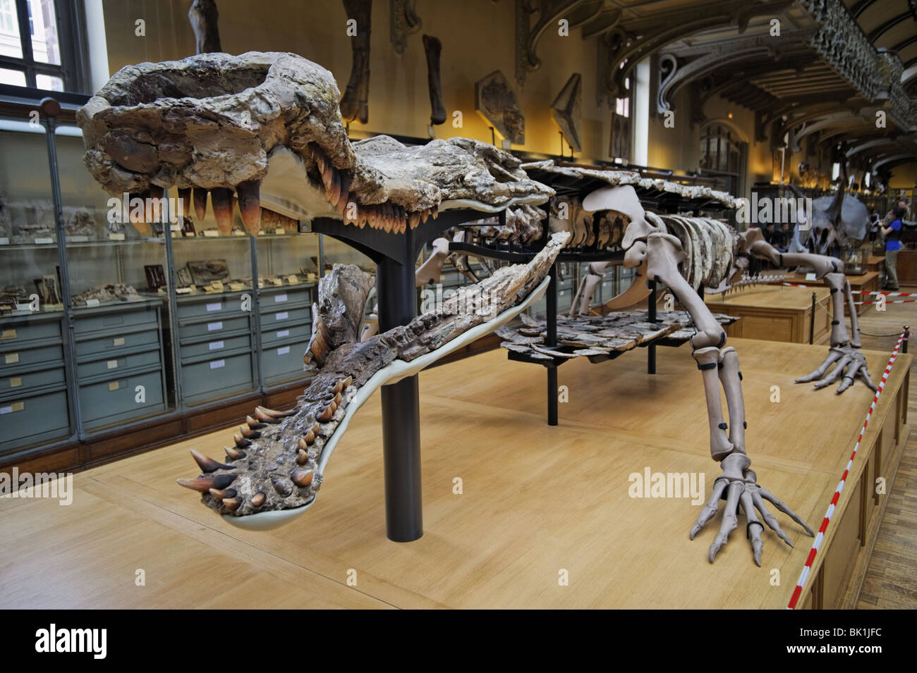 Skeleton of Sarcosuchus Imperator, exhibition in a Museum of the Natural History in Paris Stock Photo