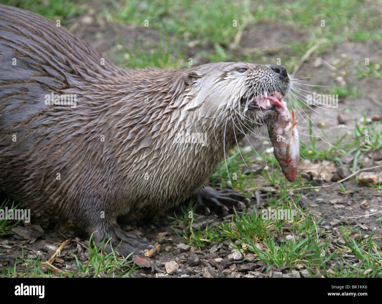 North American River Otter, Lontra canadensis, Mustelidae, North America and Canada Stock Photo