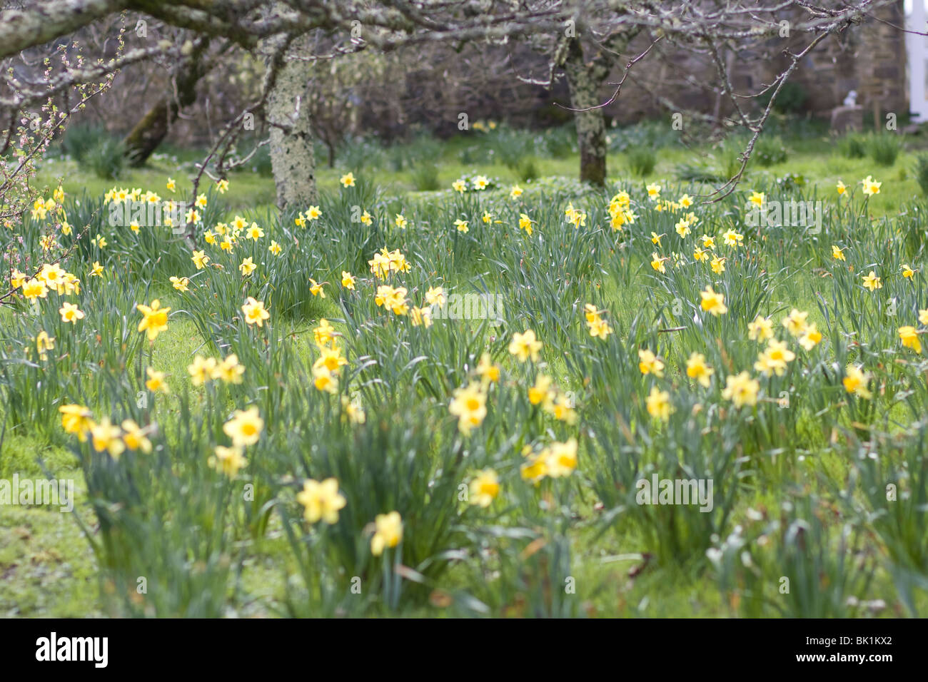 Daffodils in Cornwall during spring at Cotehele House and gardens Stock Photo