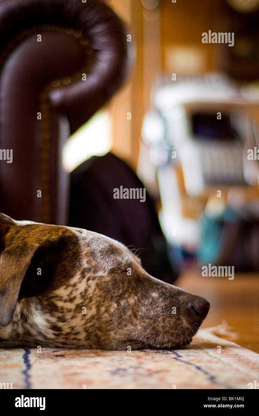 A dog is sleeping on a rug Stock Photo - Alamy