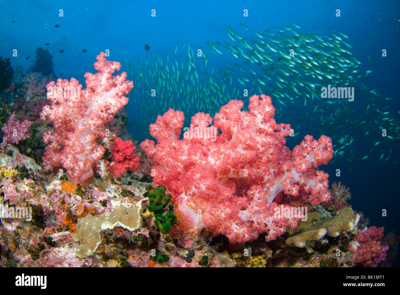 Rich soft coral patch and schooling french grunts, Andaman Sea, Richelieu rock Stock Photo