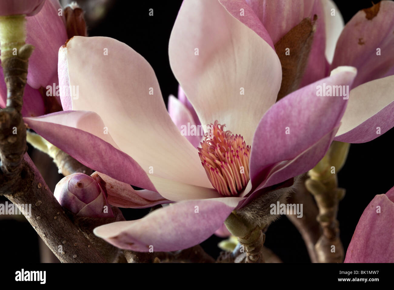 Magnolia blossom in studio setting on back background Stock Photo - Alamy