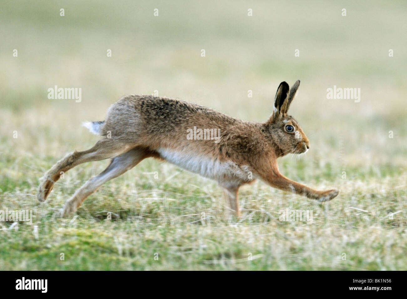 Brown Hare (Lepus europaeus) Stock Photo