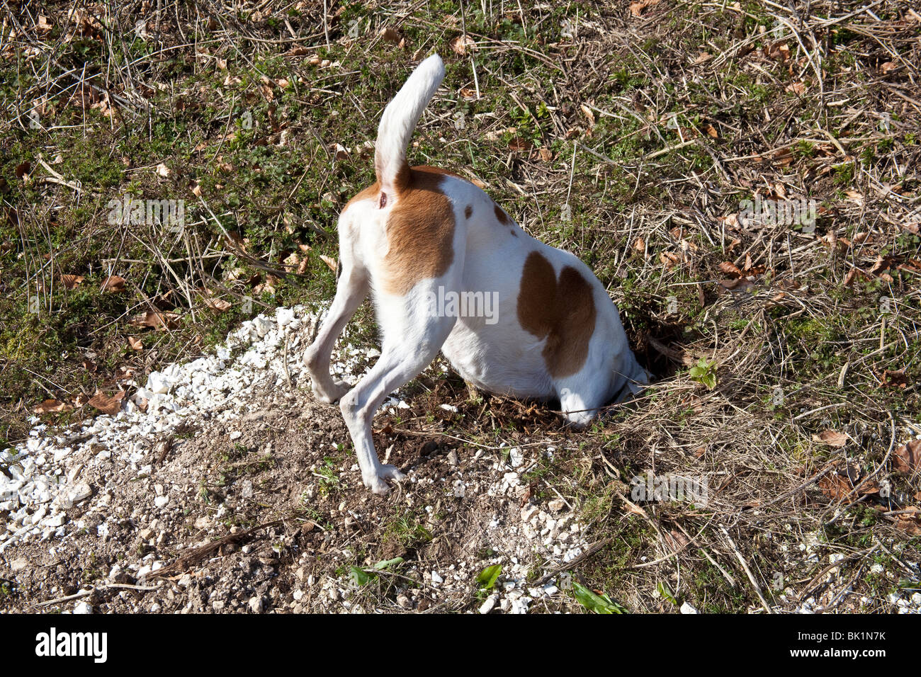 White and tan mongrel farm dog investigating a rabbit hole, Hampshire, England. Stock Photo
