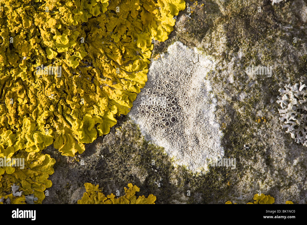 Basalt rock with close up of a.o. the lichen Lecanora chlarotera (white), Streefkerk, South-Holland, Netherlands Stock Photo