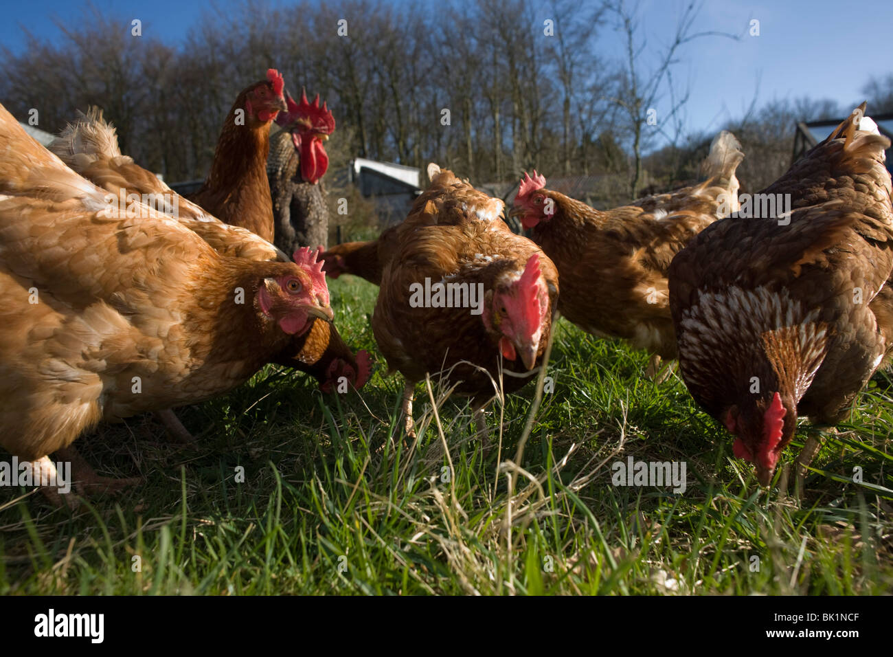 Free range hen chickens roam in a green field belonging to a