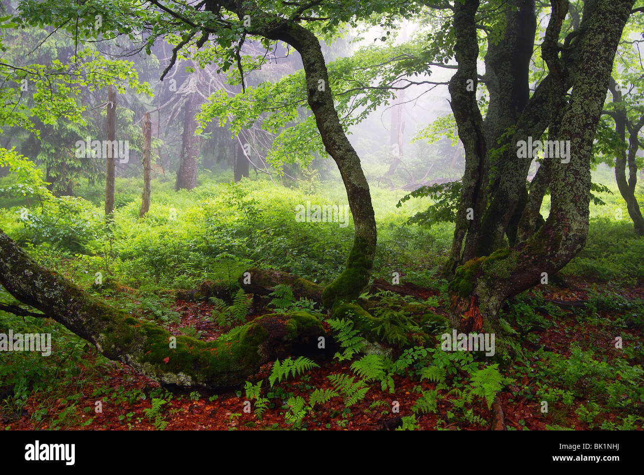 Broadleaved woodland hi-res stock photography and images - Alamy