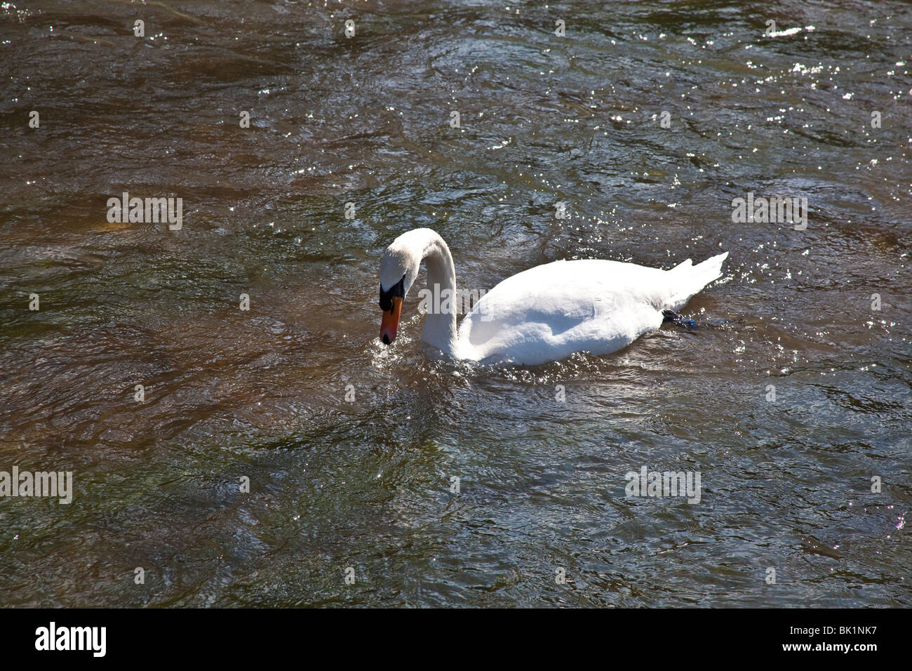 Swan on the river itchen , Hampshire, England. Stock Photo