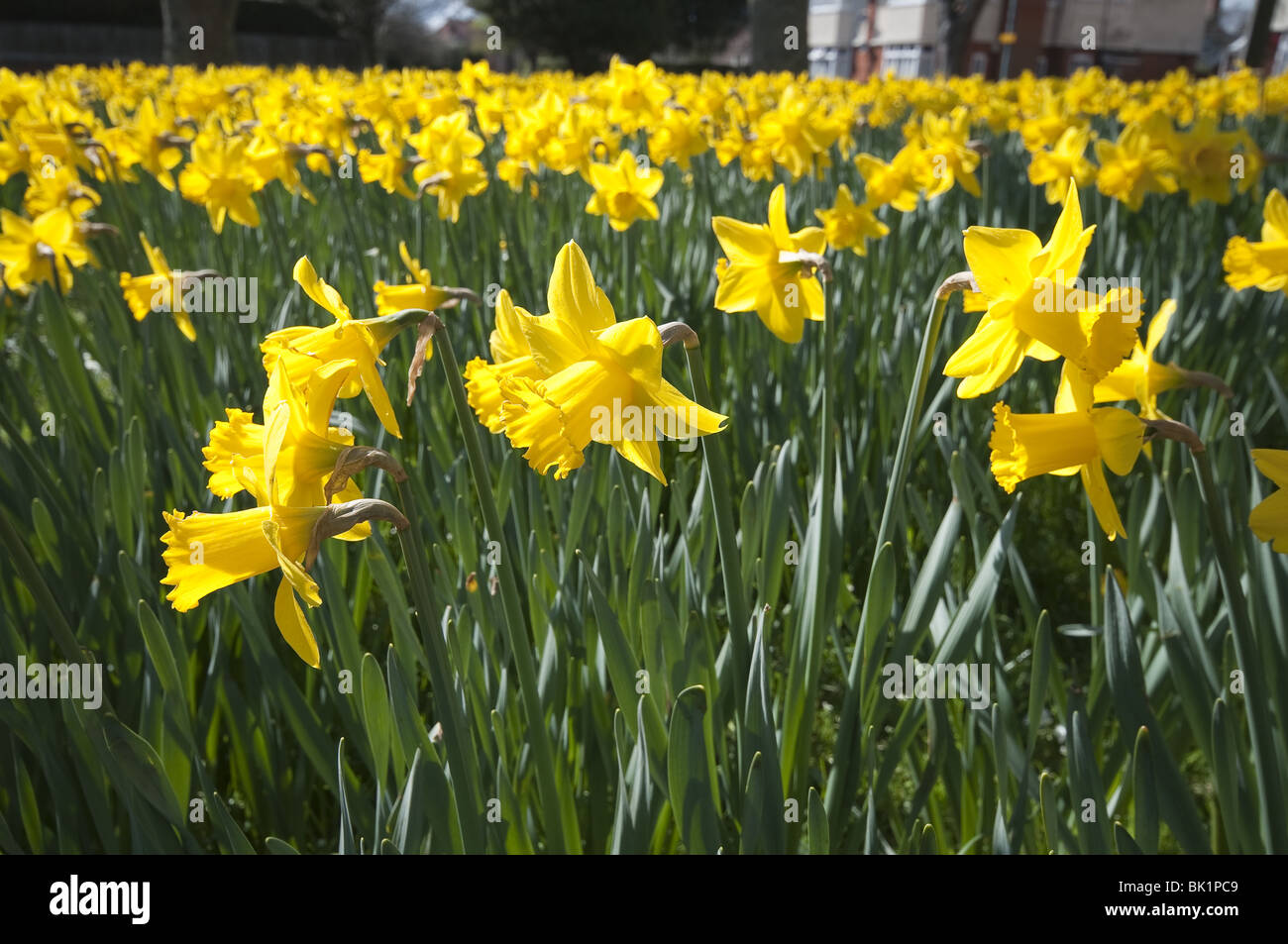 Spring Daffodils Stock Photo