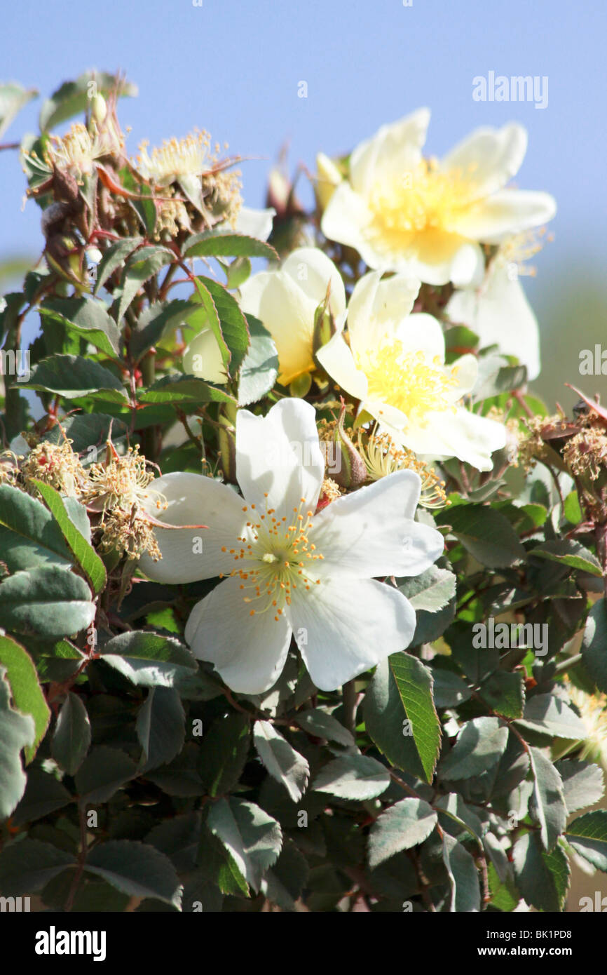 Eutopian Roses Africa, Ethiopia, Simien mountains flowering wild rose Stock Photo - Alamy