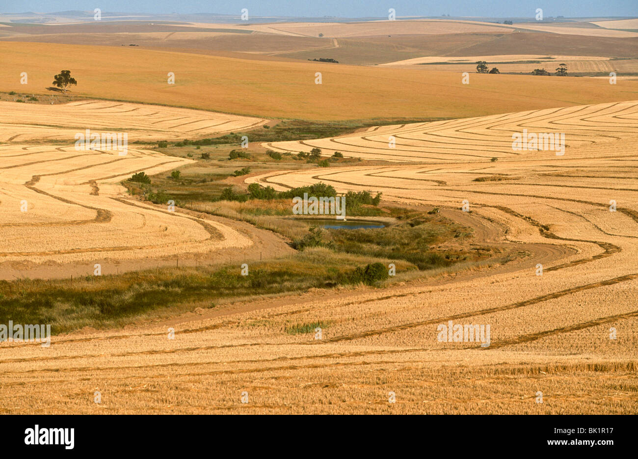Wheatfields, Near Caledon, Cape Region, South Africa Stock Photo