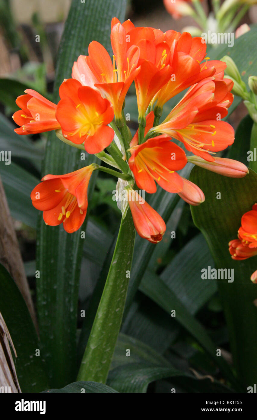 Kaffir Lily, Clivia miniata, Amaryllidaceae, South Africa. Aka Bush Lily or Boslelie in Afrikaans, or Umayime in Zulu. Stock Photo
