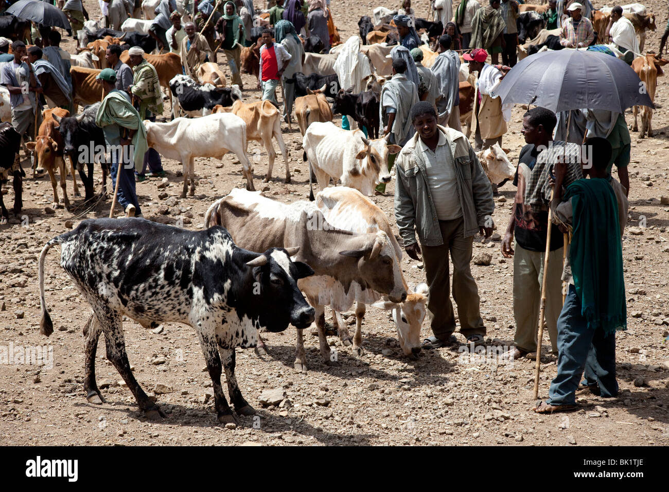 Cattle market Gondor Ethiopia Africa Stock Photo