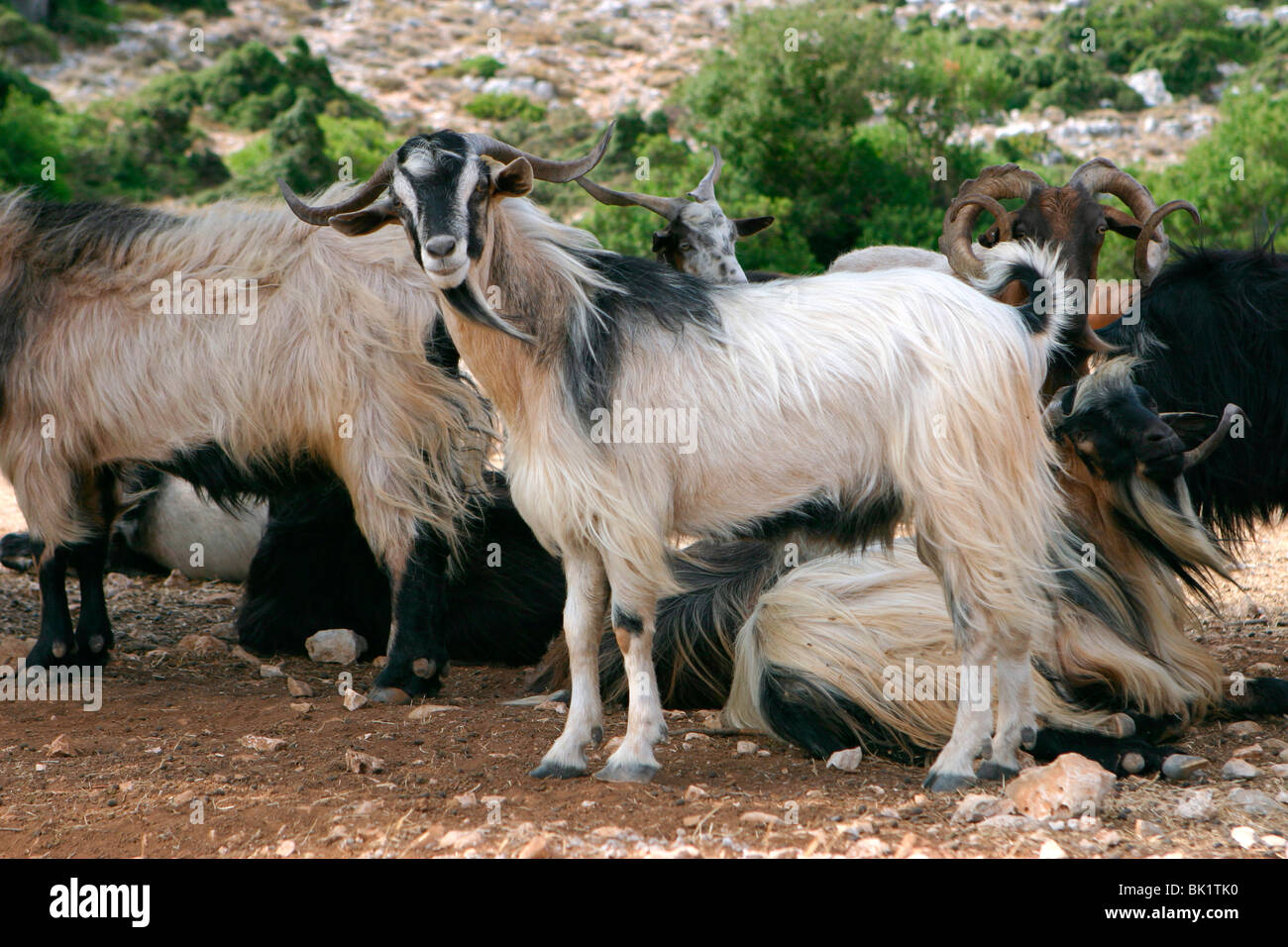 Greek Goats Goat Kefalonia Greece High Resolution Stock Photography and Images - Alamy